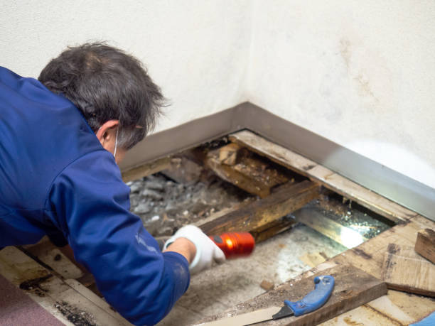 Best White Mold Remediation in Rayre, MO