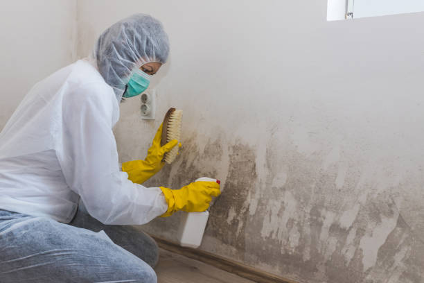 Best Commercial Mold Remediation in Rayre, MO