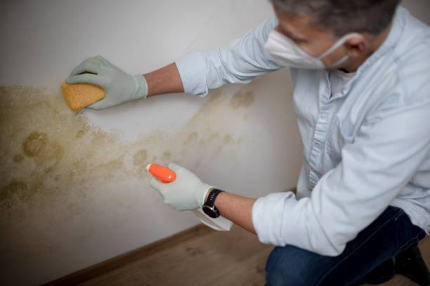 Best Crawl Space Mold Remediation in Rayre, MO