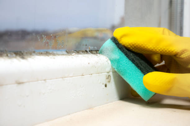 Best Crawl Space Mold Remediation in Rayre, MO